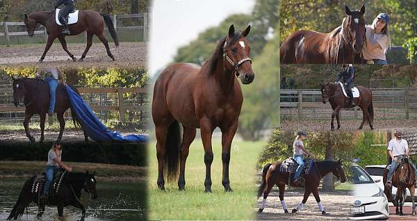 all-around-quarter-pony