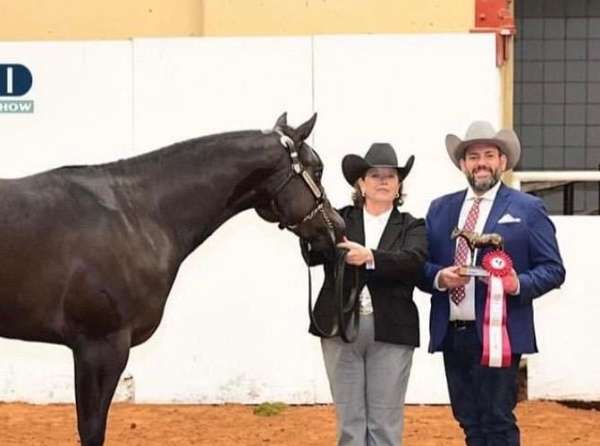 champion-appaloosa-horse