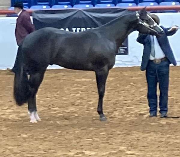 flashy-appaloosa-horse