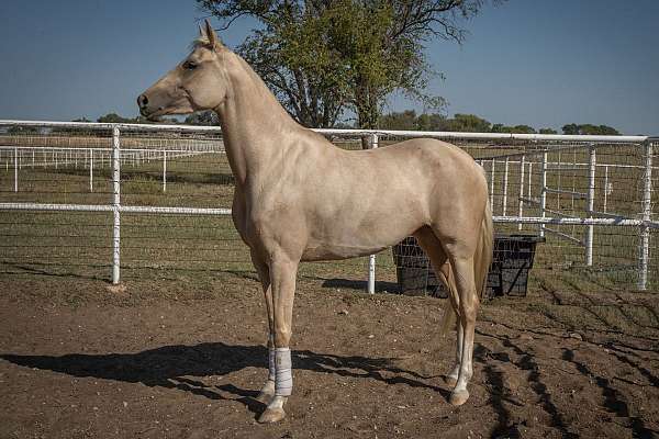 palomino-star-four-white-socks-horse