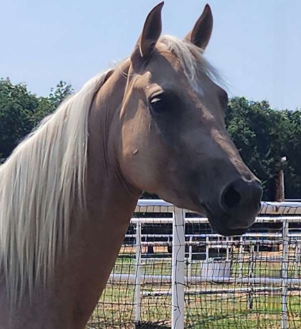 star-four-white-socks-horse