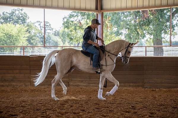 all-around-half-arabian-horse