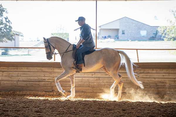 athletic-half-arabian-horse