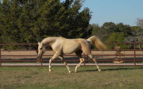 hunt-seat-equitation-half-arabian-horse