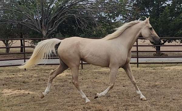 hunter-half-arabian-horse