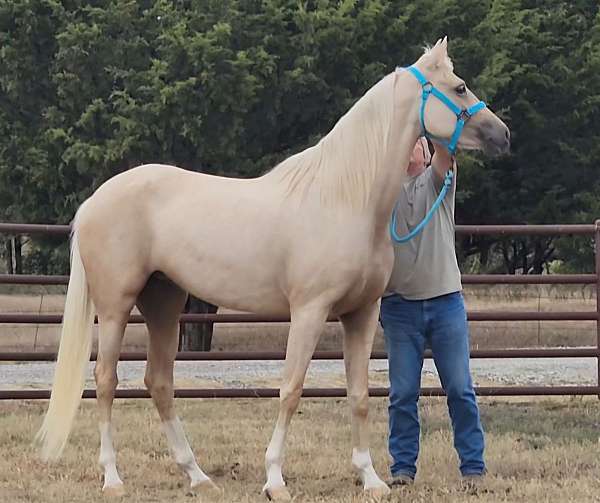 jumper-half-arabian-horse