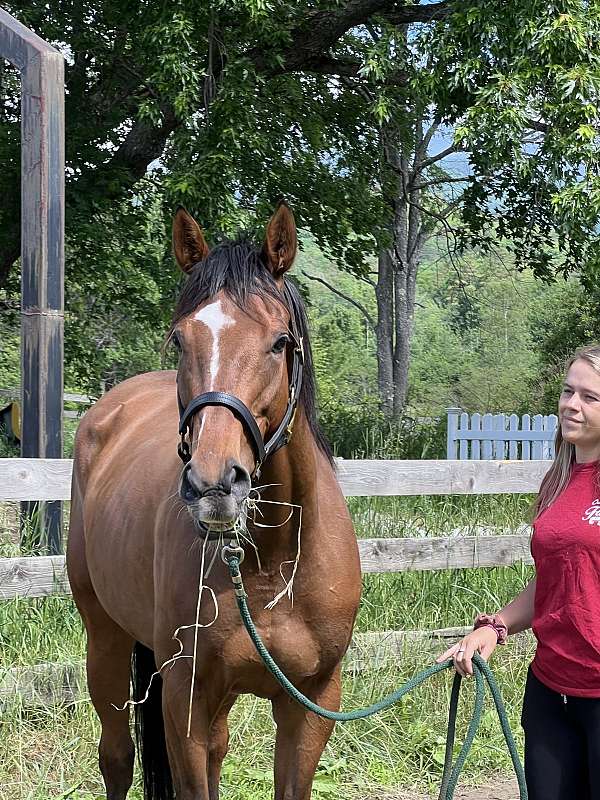 dressage-mare