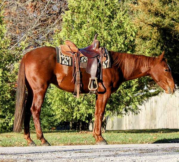 quarter-horse-gelding