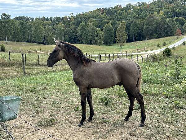 grulla-black-stripe-down-back-striping-on-legs-horse