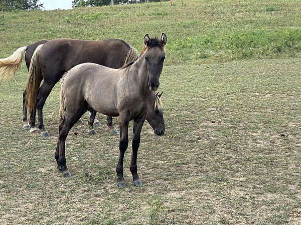 grulla-black-stripe-down-back-striping-on-legs