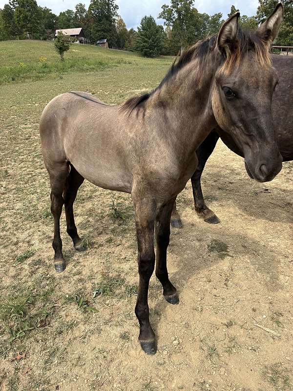 breeding-rocky-mountain-horse