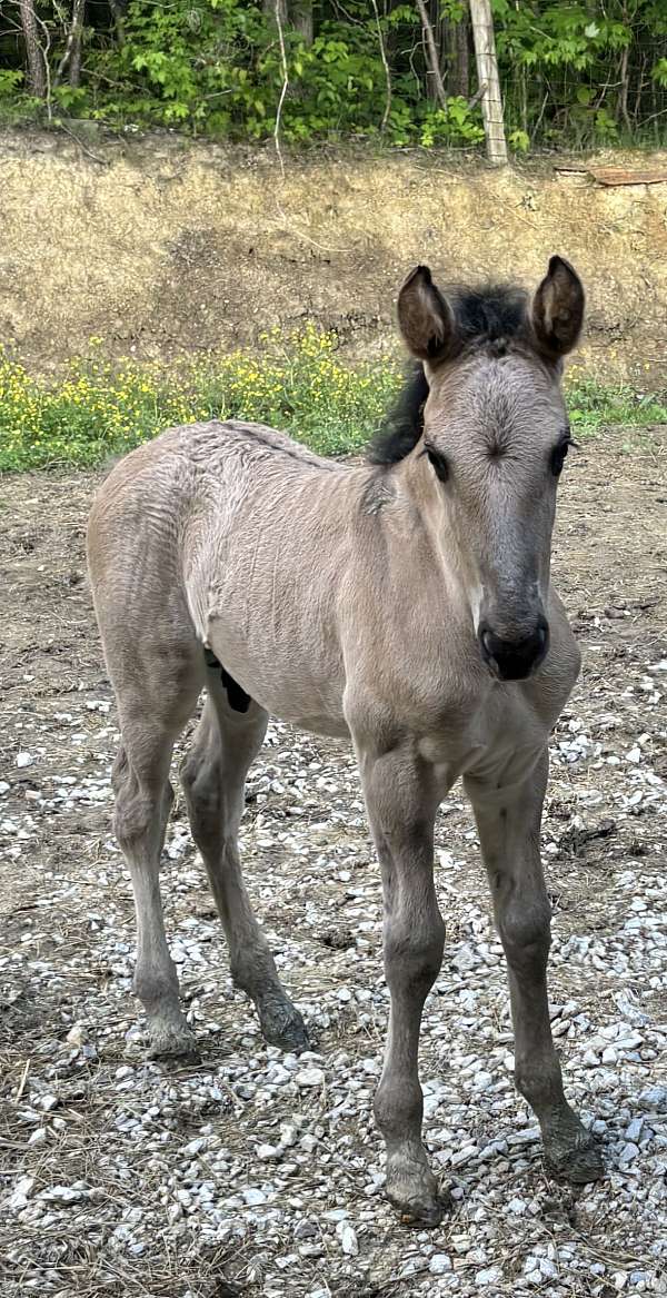 flashy-rocky-mountain-horse