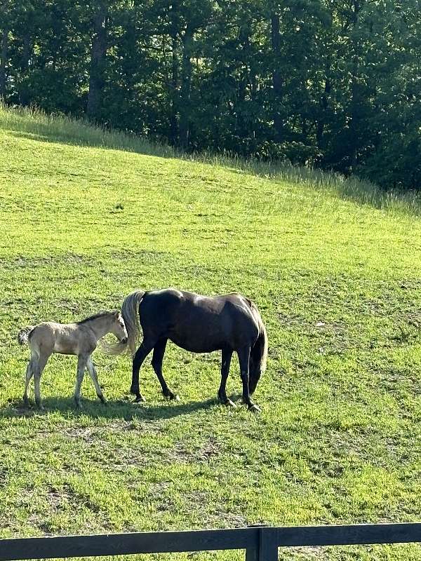 gaited-rocky-mountain-horse