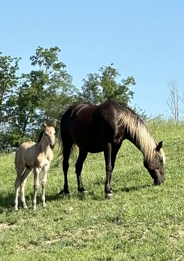 halter-rocky-mountain-horse