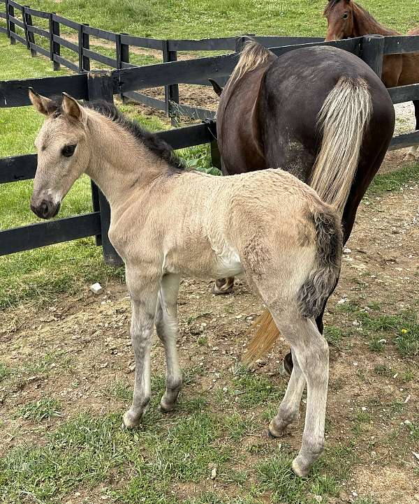 color-producer-rocky-mountain-horse