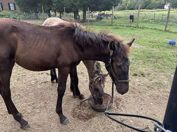 small-starwhite-hairs-horse