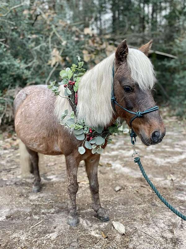 champion-shetland-pony