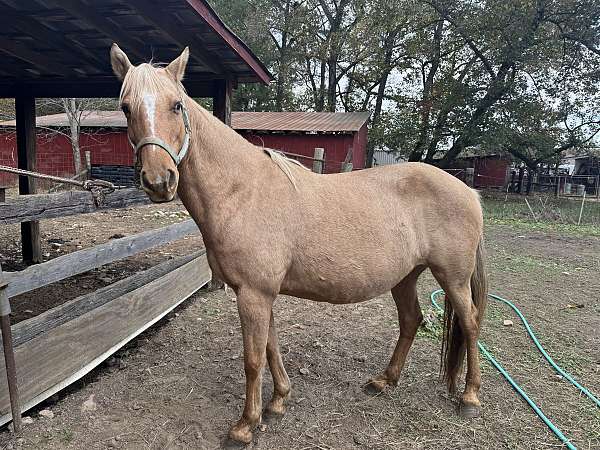 gaited-trail-riding-tennessee-walking-horse