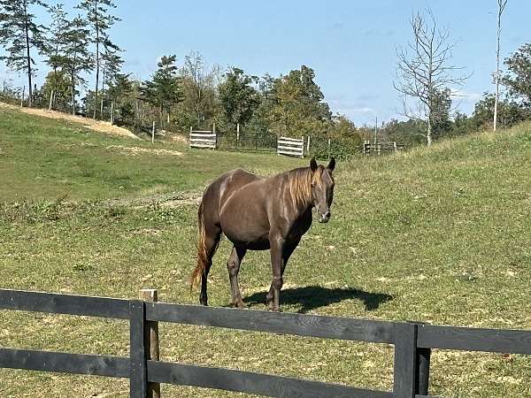 chocolate-small-star-snip-horse