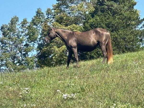 breeding-rocky-mountain-horse