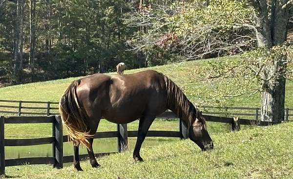 flashy-rocky-mountain-horse