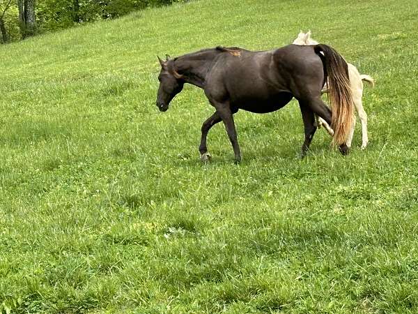 gaited-rocky-mountain-horse