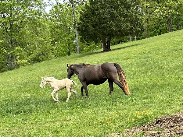 color-producer-rocky-mountain-horse