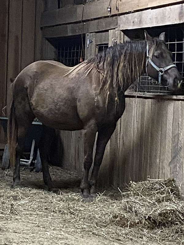 started-under-saddle-rocky-mountain-horse