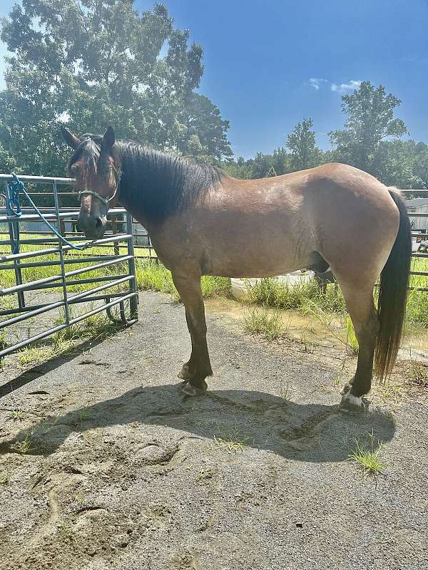 all-around-draft-horse