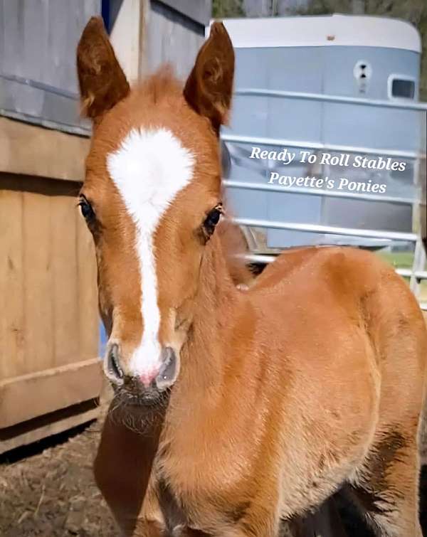 alvesta-crossbred-pony