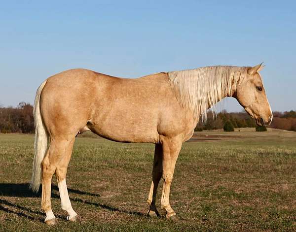 palomino-pen-horse