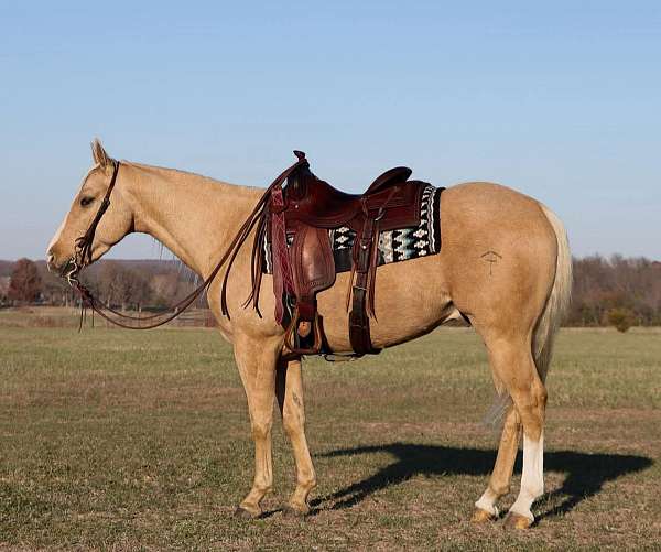 all-around-quarter-horse