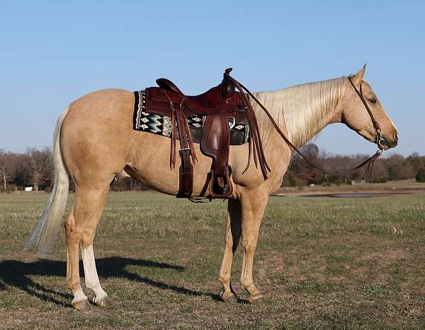 athletic-quarter-horse