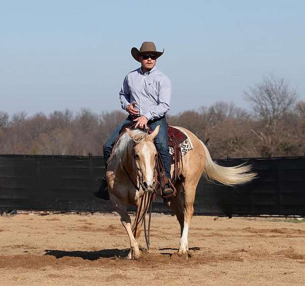 champion-quarter-horse