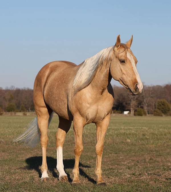 cutting-prospect-quarter-horse