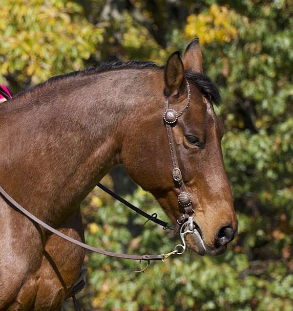 trail-riding-quarter-horse