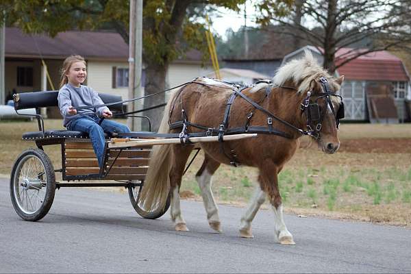 christmas-ponies-for-sale-pony