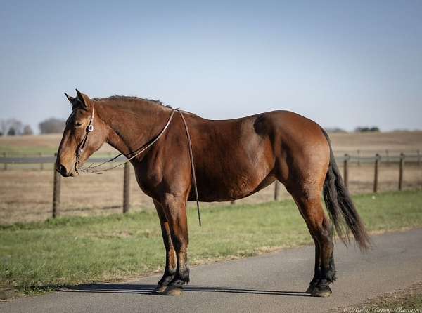 athletic-percheron-horse