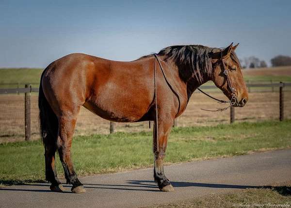 beginner-percheron-horse