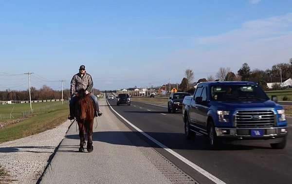 flashy-percheron-horse