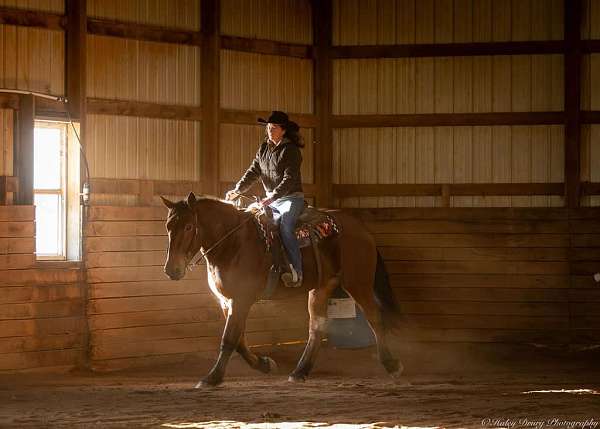 cross-percheron-horse