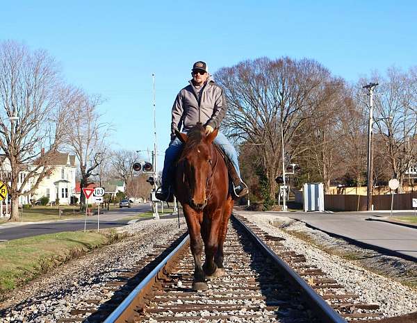 kid-safe-percheron-horse