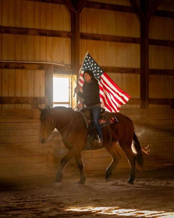 performance-percheron-horse