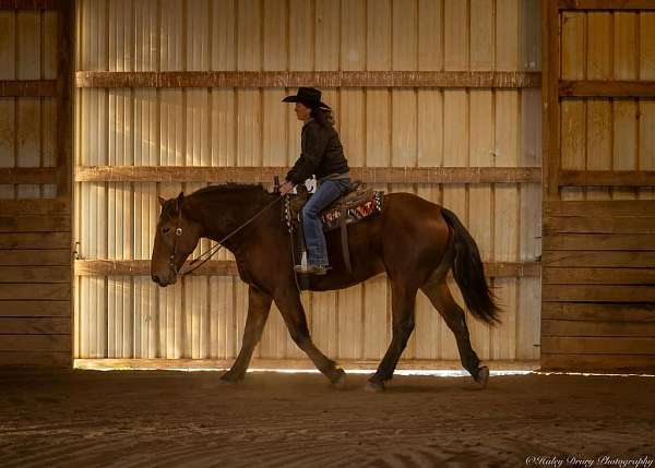 show-percheron-horse