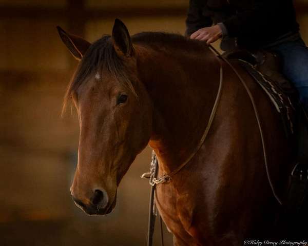 trail-riding-percheron-horse