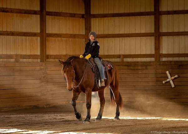 western-riding-percheron-horse