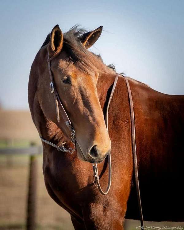 working-cattle-percheron-horse