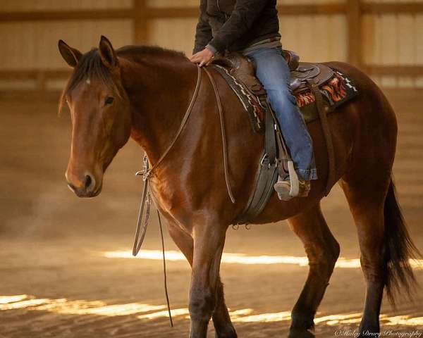 bay-percheron-mare