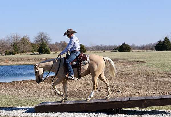 athletic-quarter-horse