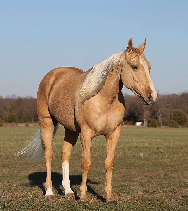 cowboy-mounted-shooting-quarter-horse